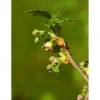 MSA Ribes Nigrum 50 ml