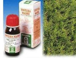 Specchiasol Cipresso 11 Tintura Madre 50 ml